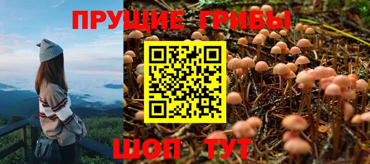 Карачаевск  Псилоцибиновые грибы MAGIC MUSHROOMS  сколько стоит  Галлюциногенные грибы GOLDEN TEACHER  Вход с VPN 